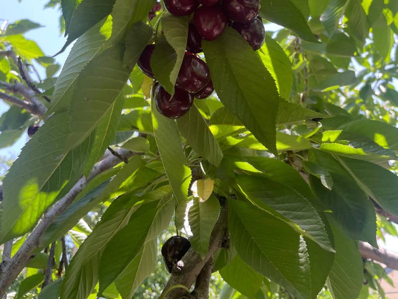 گیلاس باغ امامه