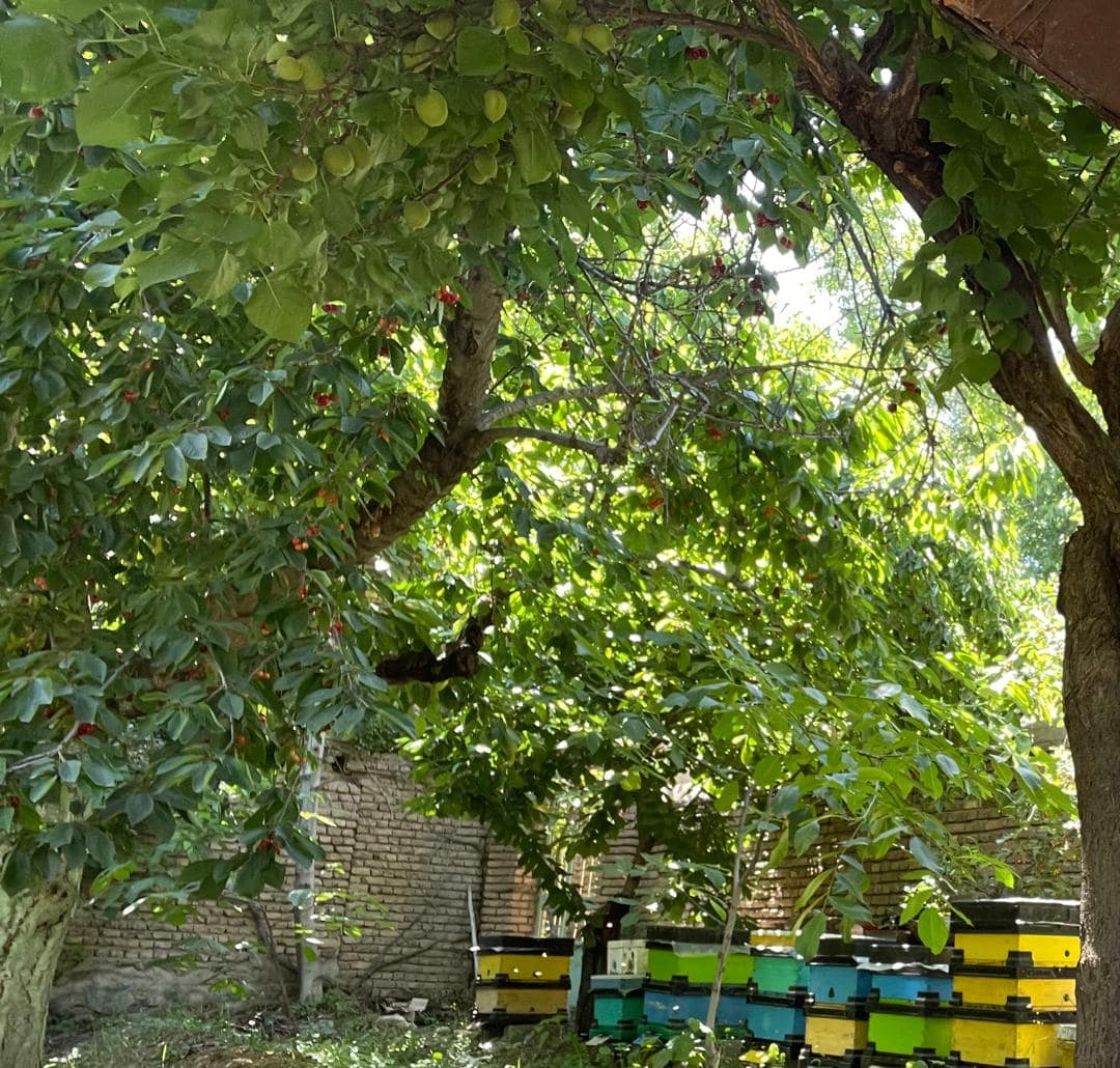 عسل طبیعی Beeiman