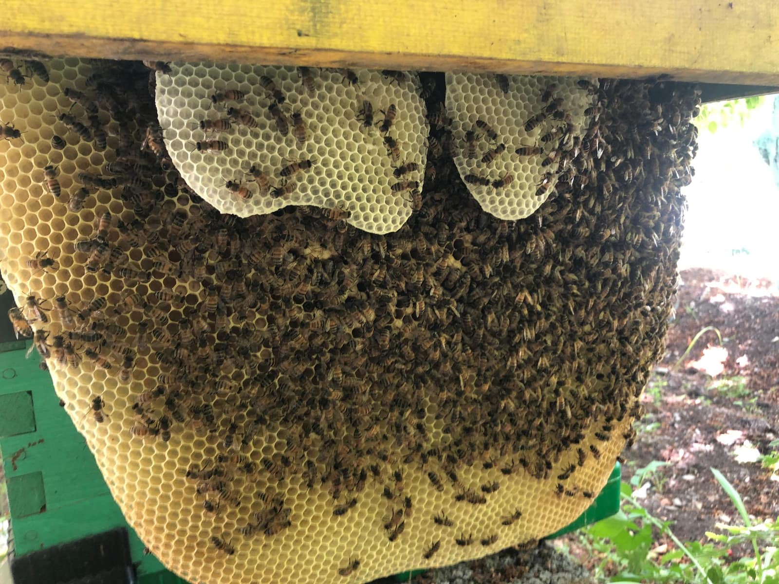 عسل طبیعی Beeiman