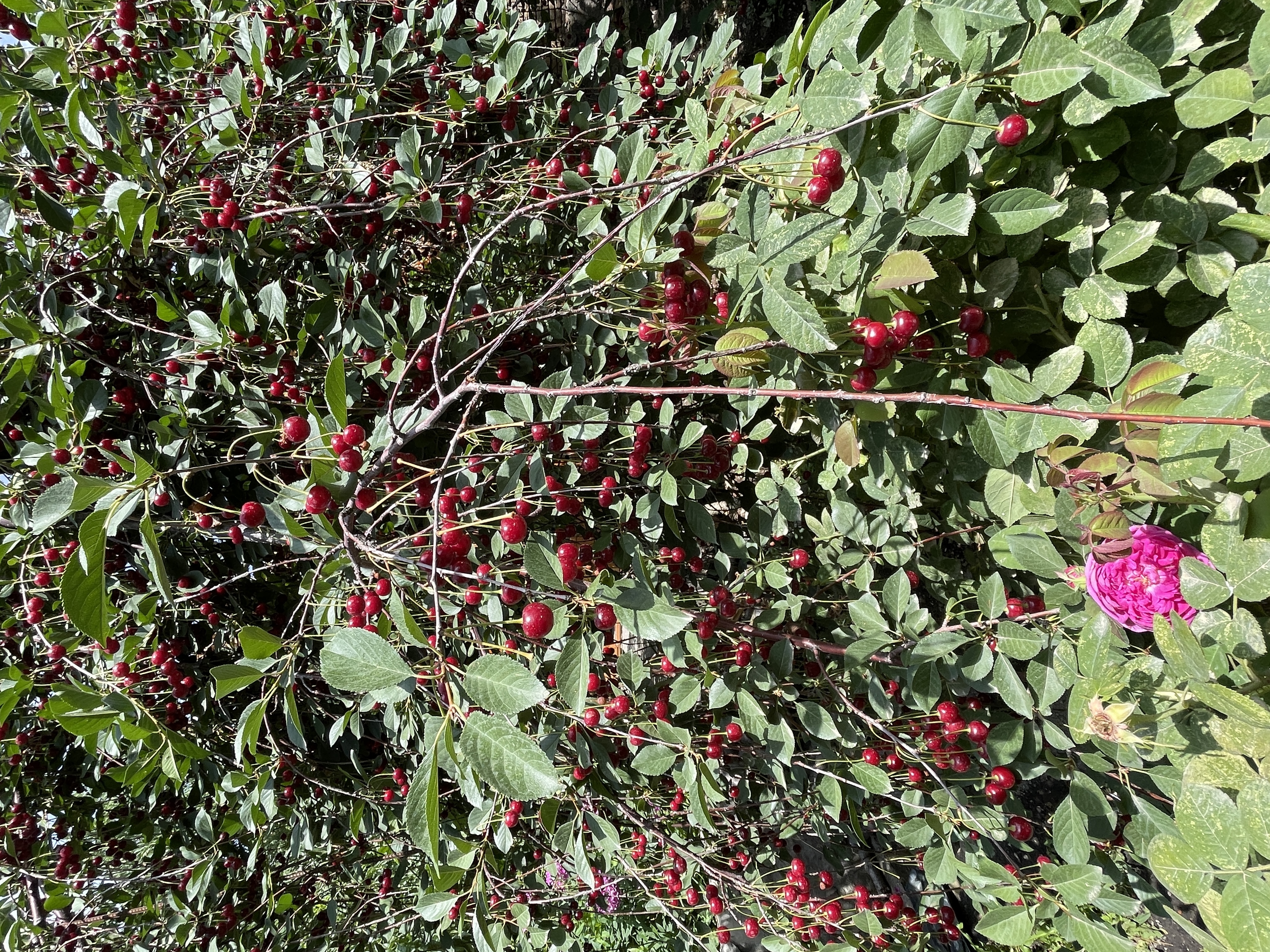 آلبالو رسمی